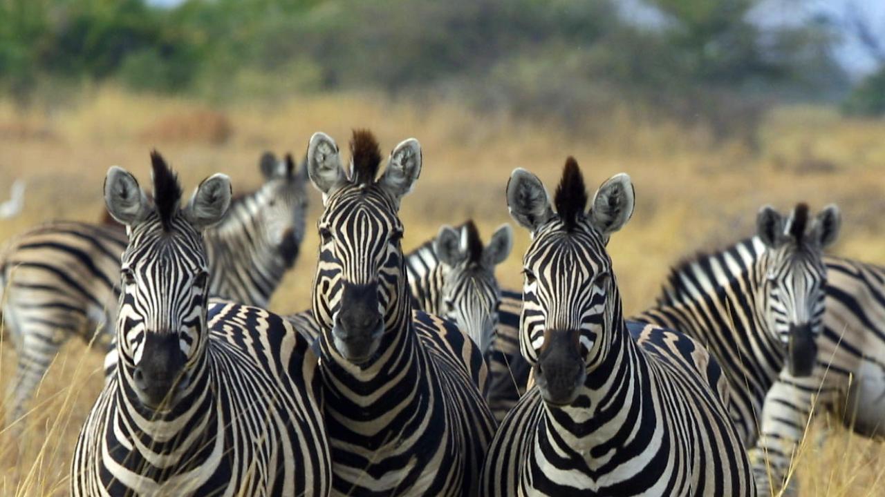 Photo: zebras in the wild